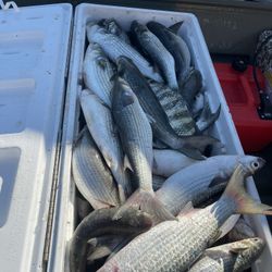 Fresh Mullet, Lisas Frescas