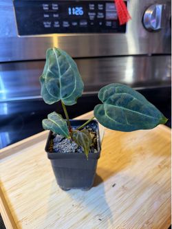 Anthurium Chocolate Crystal x Open (MOVING SALE)