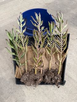 Mother of Thousands ALLIGATOR Succulent Plants