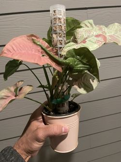 Beautiful Syngonium “Confetti” and “Neon” Pink | Arrowhead Plant | On Moss Pole
