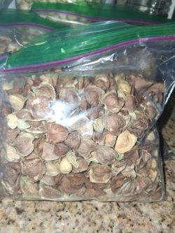 Moringa bolsa