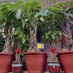 Big Money Trees All Sizes Cây Tiền Cây Kim Ngân