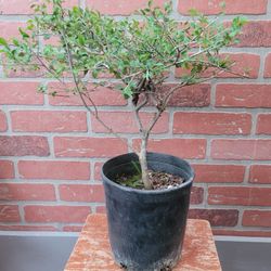 Bonsai Plants 