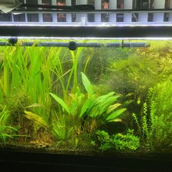 55 Gallon Aquarium With Custom 3d Backround And Stand 