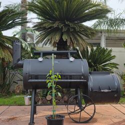 Mexican chili pepper plant 