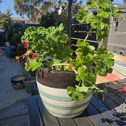 Flowers Arrangement Potted In Ceramic Pot (Not Plastic)