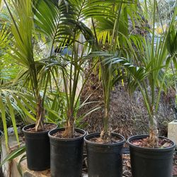 Kentia Palms 5gal  ( Howea forsteriana)