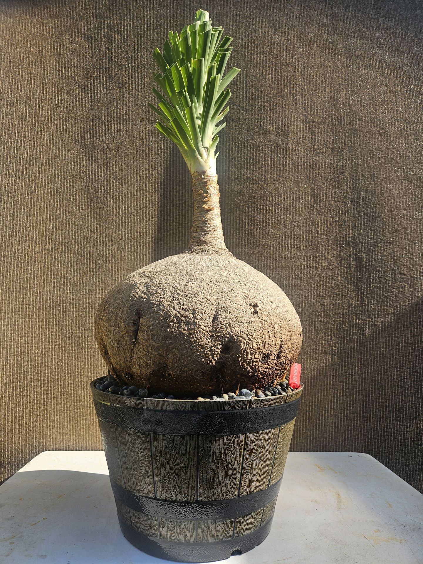 Old Ponytail Palm Bonsai Tree  ( OUTDOOR and INDOOR PLANT)
