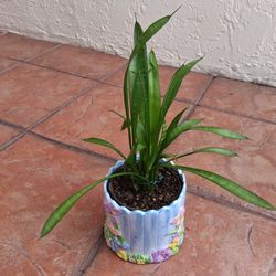 LONG LEAF 🍃 PLANT 🪴 