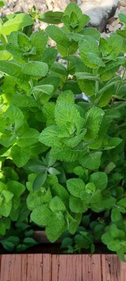 Apple mint