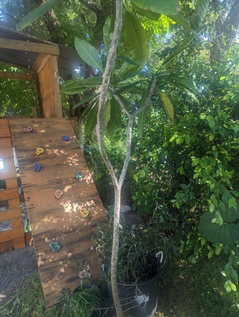 Palmeria