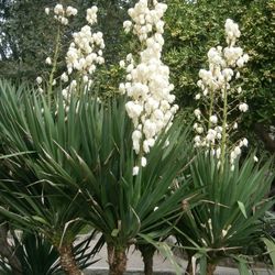 Spanish Dagger 3gallon Palm