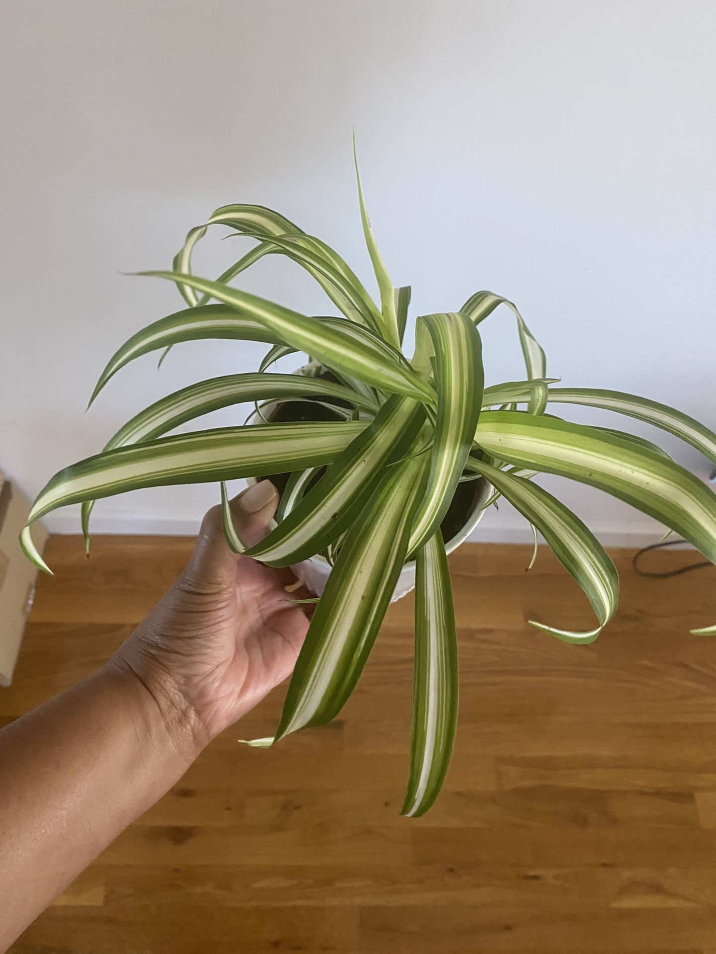 Chlorophytum ocean zebra in 5“ pot