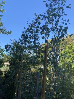 Eucalyptus Sidra: 15 Gallon