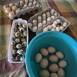 Quail & Chicken Eggs 