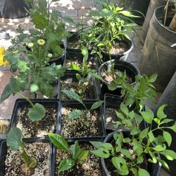 Taro, Grapefruit, Hot Chili, Yellow Flowers, Or Chinese Chives 