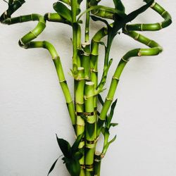 Lucky Bamboo Live Plant Indoor With White Ceramic Vase 28”tall