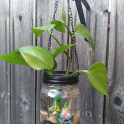 Pothos House Plants Great For Gifts