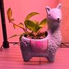 Dahlias Collectibles