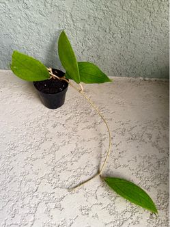 Hoya  Jennifer  plant
