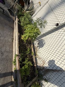 FREE SOIL