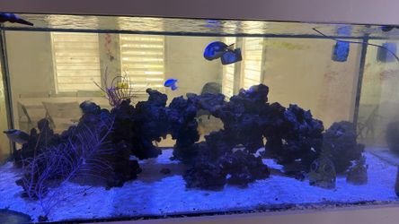 fish tank with everything