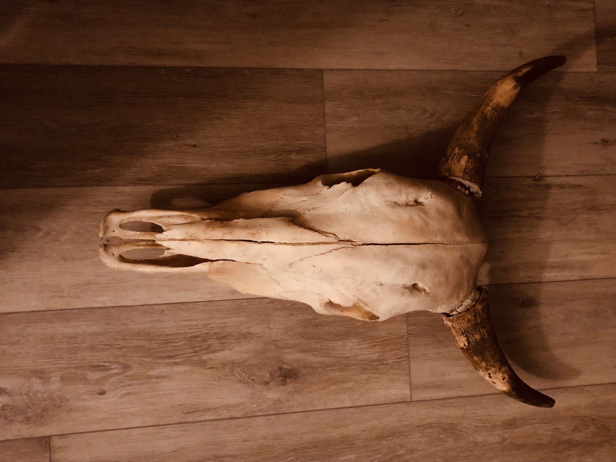 Steer Skull