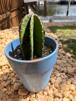 Peruvian Cactus