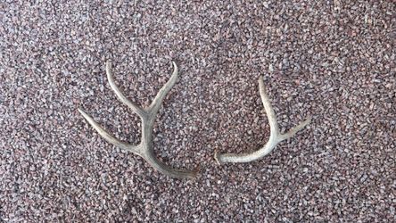 Deer Antlers