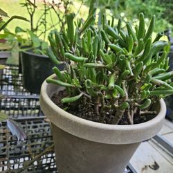 Jade Plant 