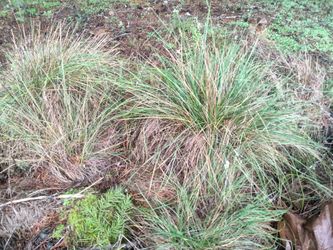Large Roemers Fescue Plants Northwest Native Species 