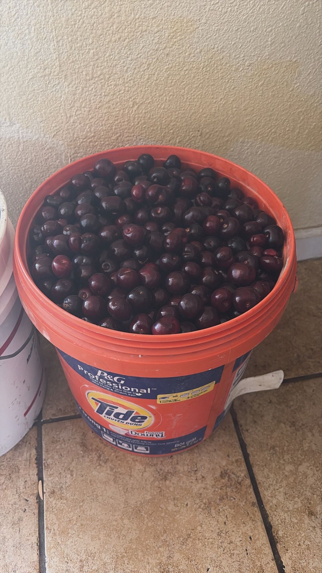 Cherries