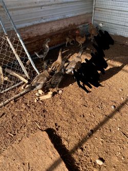 Ducks for sale!