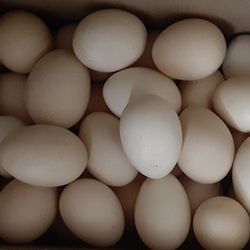 Fresh Eggs  Huevos Frescos