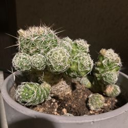 Flowering Thimble Cactus 