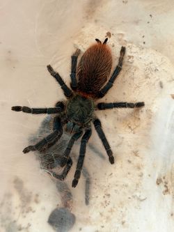 Brazilian Blue Dwarf Beauty Mature Female.