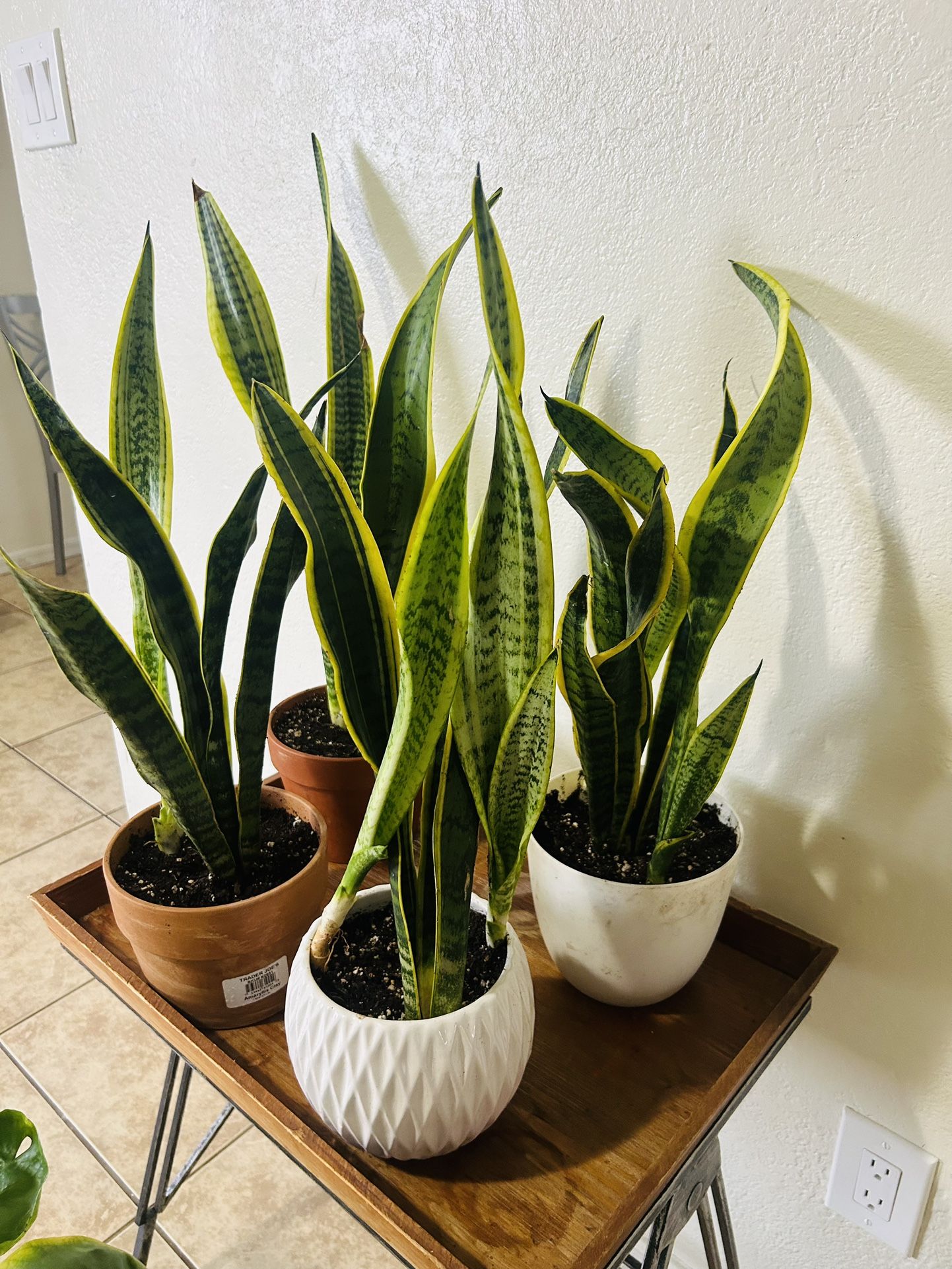 Snake Plant 15 Each