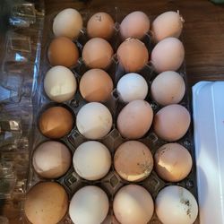 Backyard Chicken Eggs