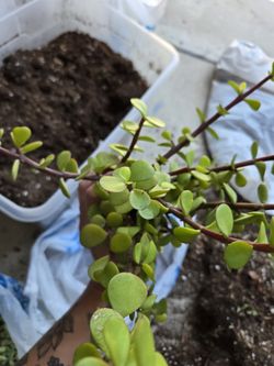Elephant Bush Clippings