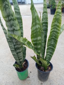 Beautiful plants5.00 dlls cheap