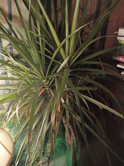 Large Dracaena Marginata Indoor plam plant tree