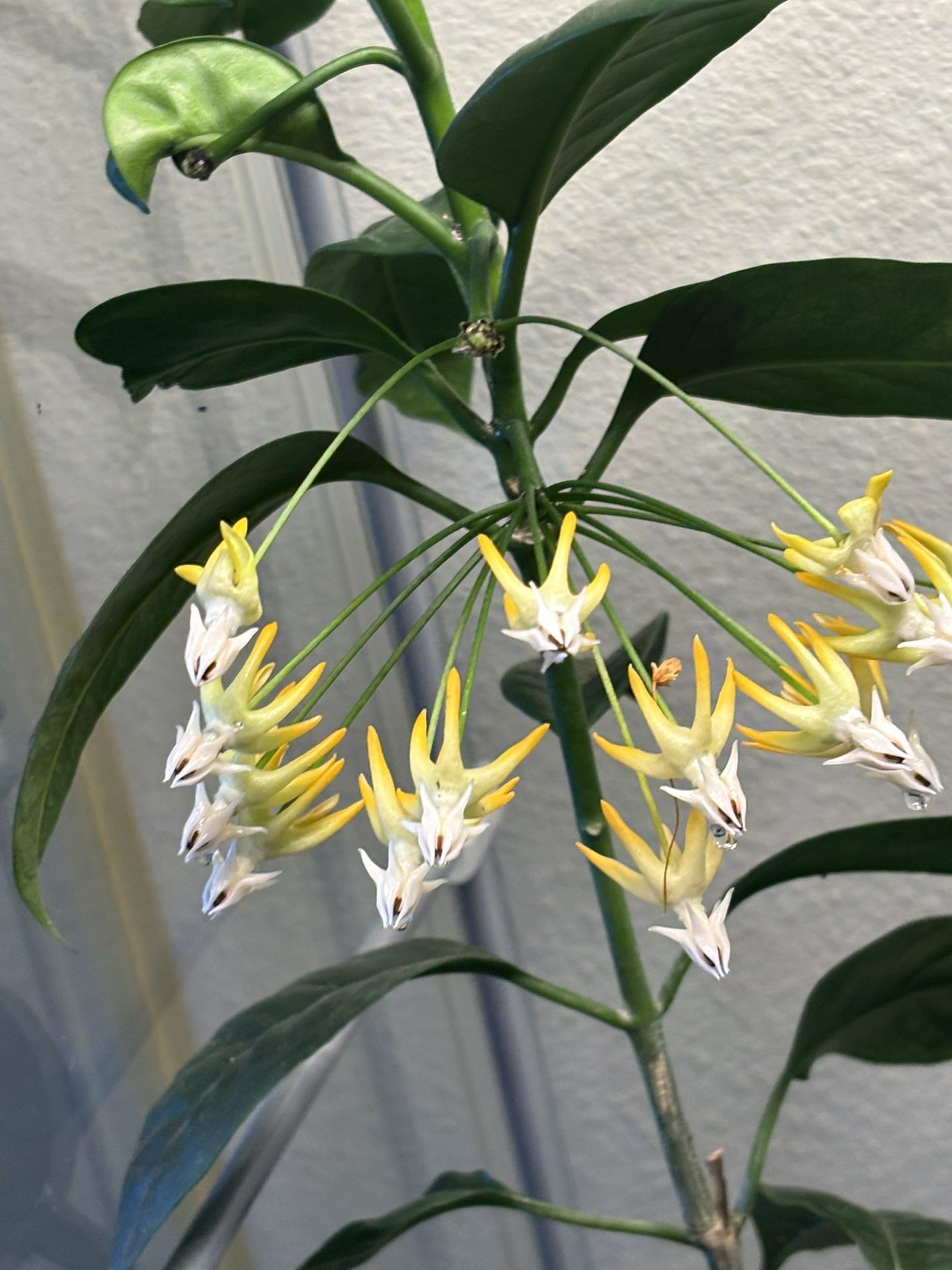 Hoya Multiflora Blooming Right Now
