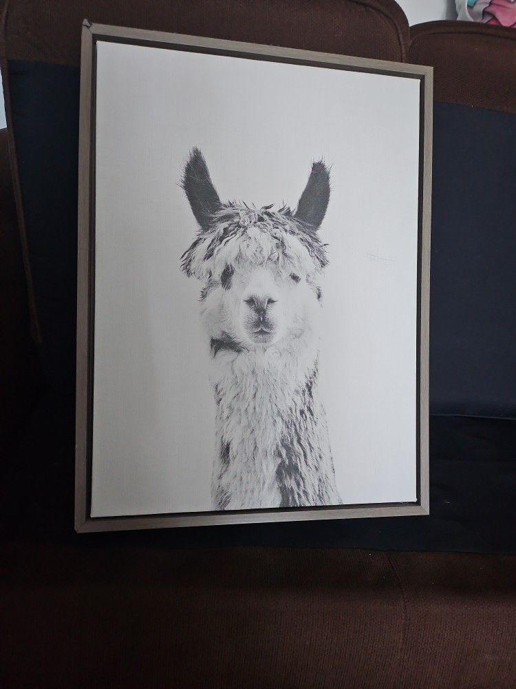 Llama Picture
