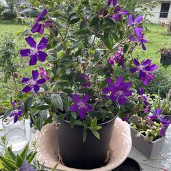 TIBOUCHINA JEWEL 