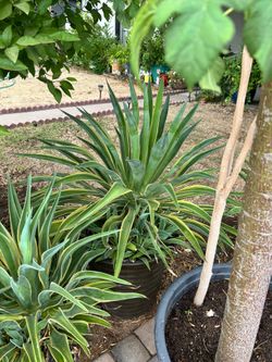 Agaves desmertiana (Variegata) /totem pole cactus