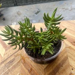 Plantas de de cierto