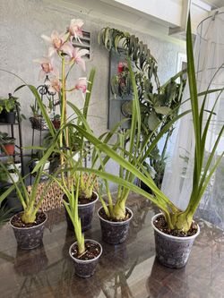 Cymbidium (Boat) Orchid (plant only)