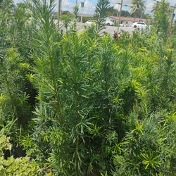 Podocarpus Hedges 3gl $8☘️