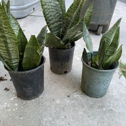 Snake Plants! $8each