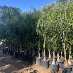 15 Gallon Size- Queen Palm Trees- Approximately 6-8 Feet Tall 